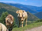 vacas_lamolina.jpg