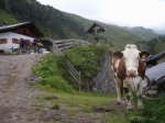 vacas_geiseljoch.jpg