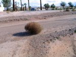 tumbleweed.jpg