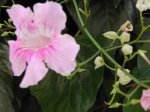 DSCN7183.JPG