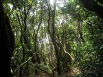 tenerife y salida crestera 023.JPG