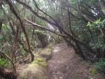 tenerife y salida crestera 018.JPG