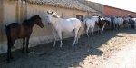 026-Caballos.jpg