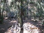 bike 017.jpg