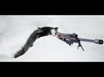 gato.jpg