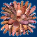 ramo-pollas.jpg