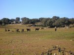 Imagen 008.jpg