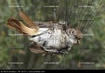 pajaro-atrapado-en-red_.jpg