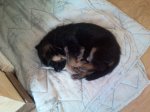 2011-10-22 17.18.34.jpg