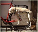 fairdale-dog-rack.jpg