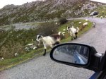 cabras.JPG