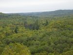bosque1.jpg