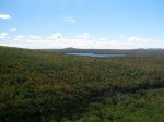 bosque4.jpg