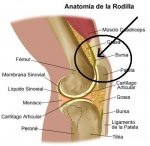 Rodilla.jpg