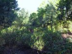 IMG_0007.JPG