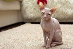 cats_03.jpg