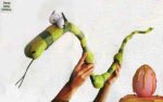 eggsnake3max0002copy240pi8.jpg