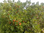 Imagen0613.jpg