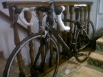 Chinarello1.jpg