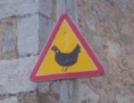 senal-gallina.jpg