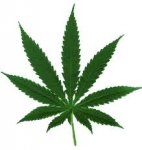 marijuana.jpg