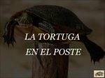 latortugaenelposte.jpg