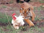 gallina.jpg