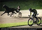 horse-hoog.jpg