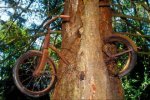 biciarbol.jpg