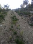 lescovesdevinrom2011040.jpg