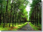 camino[1].jpg