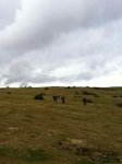 IMG_1373.jpg