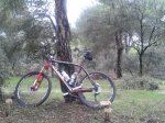 Boadilla seta.jpg