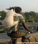 cabra-en-bicicleta-imagen.jpg