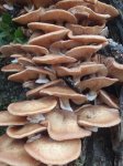 PB251022 (Copiar).JPG
