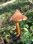 PB251035 (Copiar).JPG