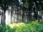 bosque.jpg