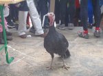 pavo.jpg