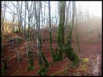 IMG_0243-p2.jpg