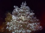 Foto5.JPG