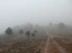 Niebla6.jpg