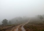 Niebla4.jpg