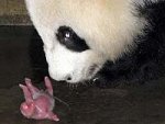 oso-panda-cria.jpg