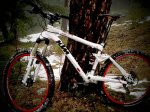 ktm%u0025252520arbol-2.jpg