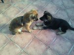 2011-12-03 12.57.31 (Copiar).jpg