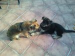 2011-12-03 12.57.41 (Copiar).jpg