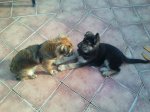 2011-12-03 12.57.49 (Copiar).jpg
