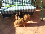 2011-12-03 13.01.53 (Copiar).jpg