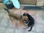 2011-12-03 13.08.18 (Copiar).jpg