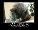 Facepalm_Cat.jpg